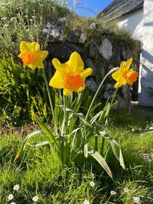 The Hut@Trefechan Wen - Coastal Coziness! Goodwick المظهر الخارجي الصورة